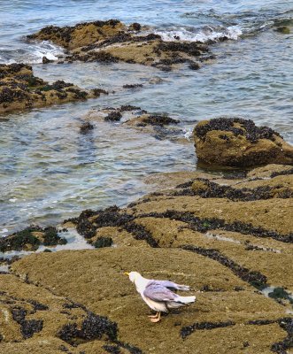 Not only human beings take advantage of low tide...