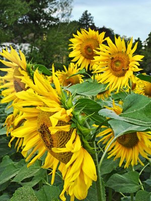 Sunflower 84