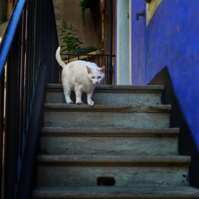 There is a new cat in the neighbourhood…