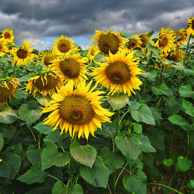 Sunflower 89