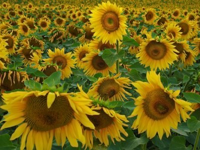 Sunflower 90