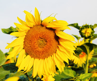 Sunflower 94