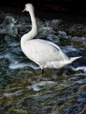 Swans 22