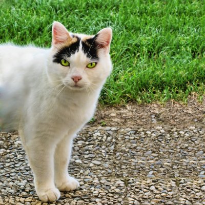 A haughty visitor might be welcome…
