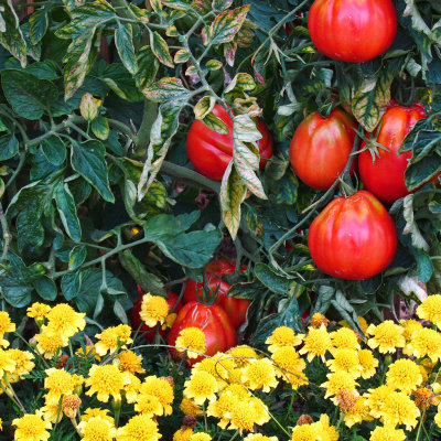 Summer is an aggressive explosion of colours…