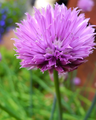 A Chive Blossom