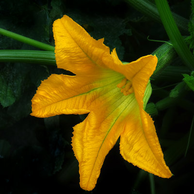  A Courgette Flower