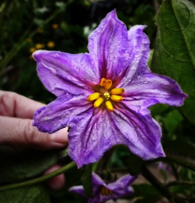 Purple in garden