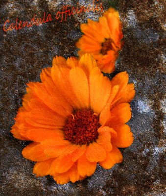 Calendula