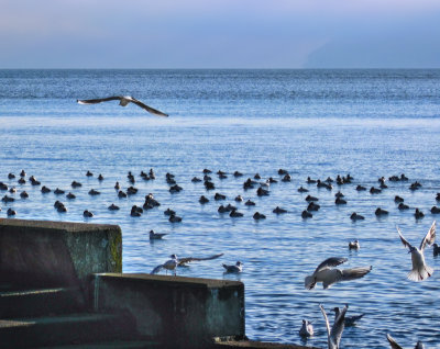 Inhabitants of the lake