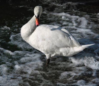 Swans 25
