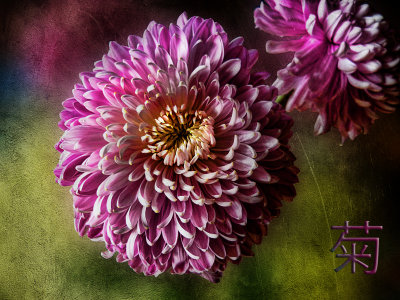 Chrysanthemum