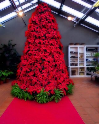 Don’t buy too many plants of poinsettia at Christmas…