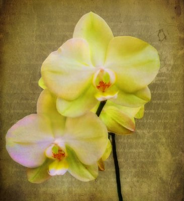 Memories of an orchid...