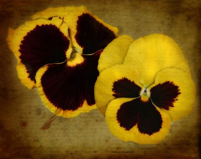 “And there is pansies, that's for thoughts.” 