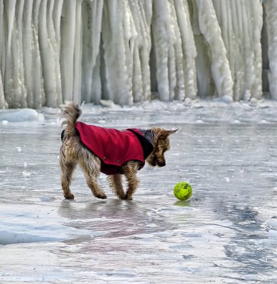 The Polar Explorers: 3  The playful and carefree one