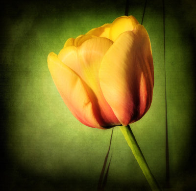 Secret tulip...
