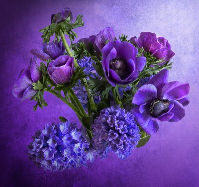 Purple spring...