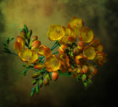 Freesia out of darkness