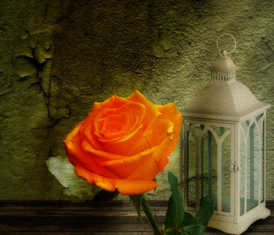 The rose of Scheherazade...