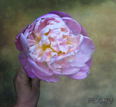 Peony...