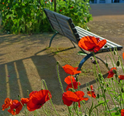 Urban poppies...