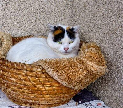 In her basket