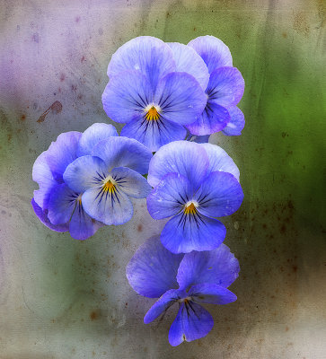 Shy violets