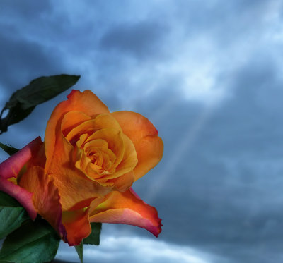 Mystic rose...