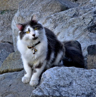 Curious cat of the rocks...