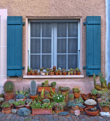 The windowsill with many thorny secrets.