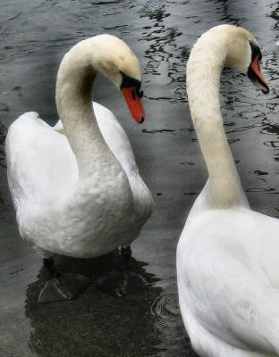 Swans 5