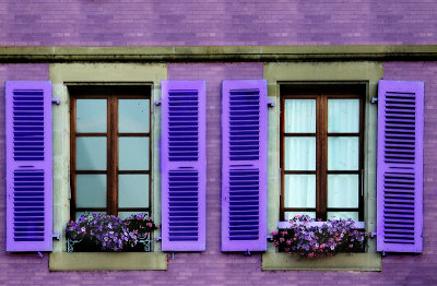 Purple windows