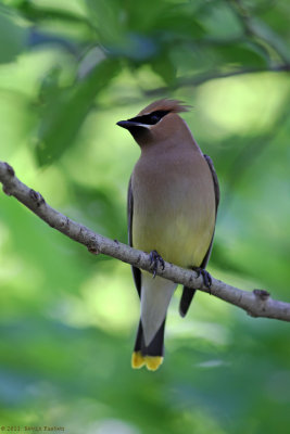 WAXWING