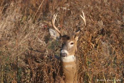 BUCK IN HIDING