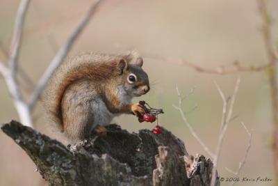 RED ENJOYING A BERRY TASTY SNACK