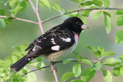 GROSBEAK IN LEAVES