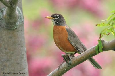 ROBIN IN FRONT OF LILAC