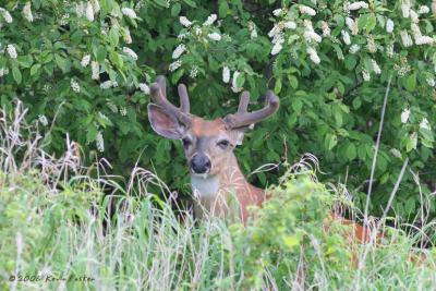 BUCK IN THE LEAVES