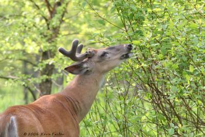 HUNGRY BUCK