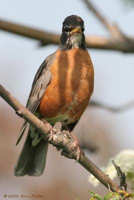 ROBIN PORTRAIT #2