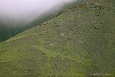 DALL SHEEP ON A DISTANT MOUNTAIN