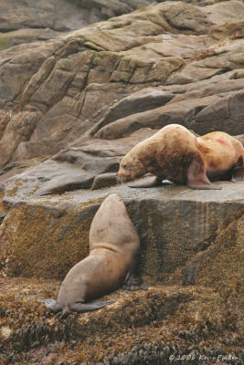 2 SEA LIONS - STAY OFF MY ROCK!