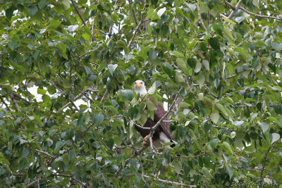 BALD EAGLE - WATCHES FROM LEAVES