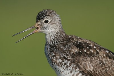 YELLOWLEGS CLOSE-UP, OPEN BILL