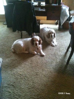 Gracie  and Lucy  110319 001.jpg