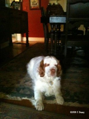 Gracie  110319 002.jpg