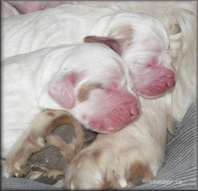 Little Helen x Vojtik puppies 111223 004.jpg