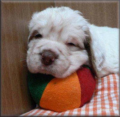 Little Helen pups 120124 020.jpg