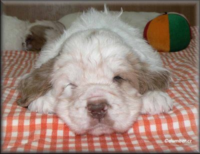 Little Helen pups 120124 021.jpg